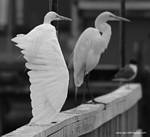 (27) Dscf7768.jpg    (783x720)    139 KB                              click to see enlarged picture