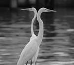 (33) Dscf7780.jpg    (816x720)    127 KB                              click to see enlarged picture