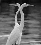 (34) Dscf7782.jpg    (655x720)    107 KB                              click to see enlarged picture