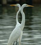 (35) Dscf7781.jpg    (660x720)    165 KB                              click to see enlarged picture