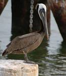 (40) Dscf7793.jpg    (630x720)    207 KB                              click to see enlarged picture