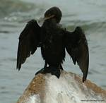 (44) Dscf7816.jpg    (735x720)    216 KB                              click to see enlarged picture