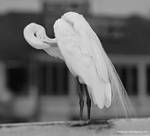 (46) Dscf7801.jpg    (790x720)    130 KB                              click to see enlarged picture