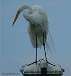 (50) Dscf7805.jpg    (674x720)    174 KB                              click to see enlarged picture