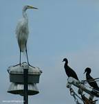 (53) Dscf7809.jpg    (693x720)    140 KB                              click to see enlarged picture