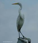 (55) Dscf7818.jpg    (647x720)    108 KB                              click to see enlarged picture