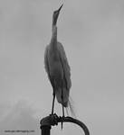 (58) Dscf7814.jpg    (659x720)    75 KB                              click to see enlarged picture