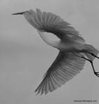 (60) Dscf7820.jpg    (686x720)    88 KB                              click to see enlarged picture