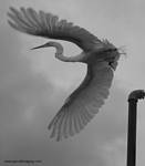 (61) Dscf7815.jpg    (629x720)    78 KB                              click to see enlarged picture