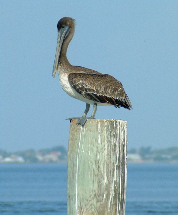 (02) Dscf2064 (pelican).jpg   (579x700)   121 Kb                                    Click to display next picture