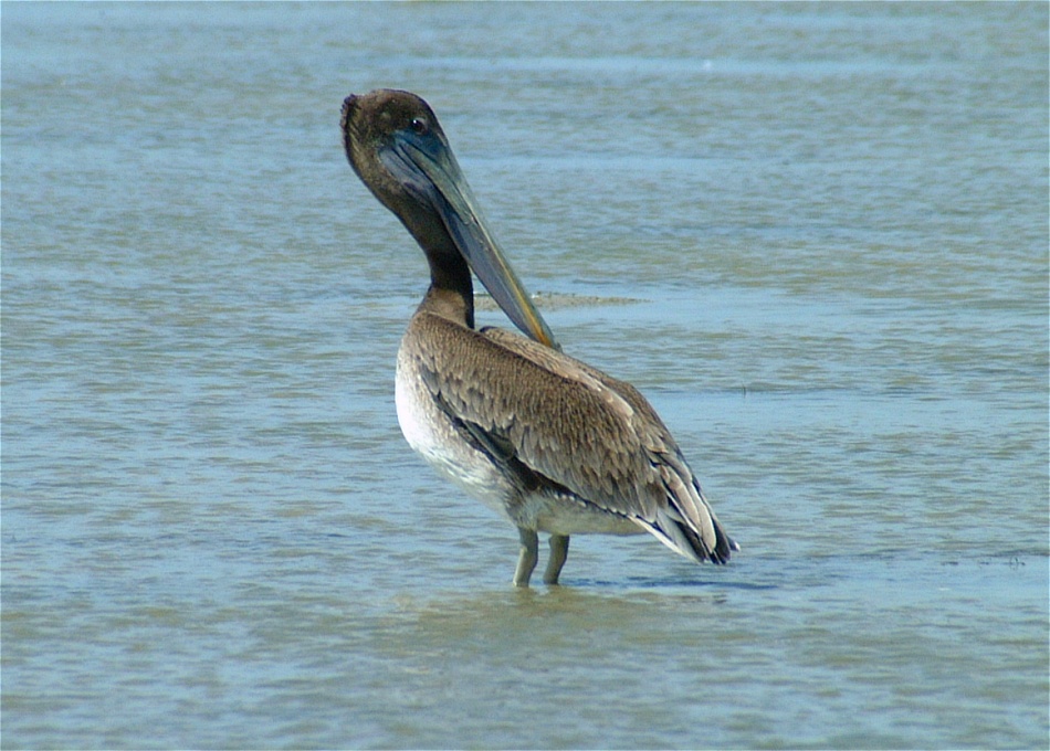 (05) Dscf2086 (pelican).jpg   (950x680)   224 Kb                                    Click to display next picture