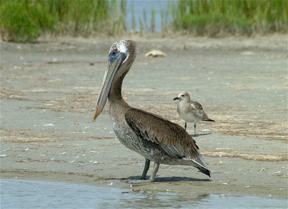 (06) Dscf2092 (pelican).jpg   (950x690)   267 Kb                                    Click to display next picture