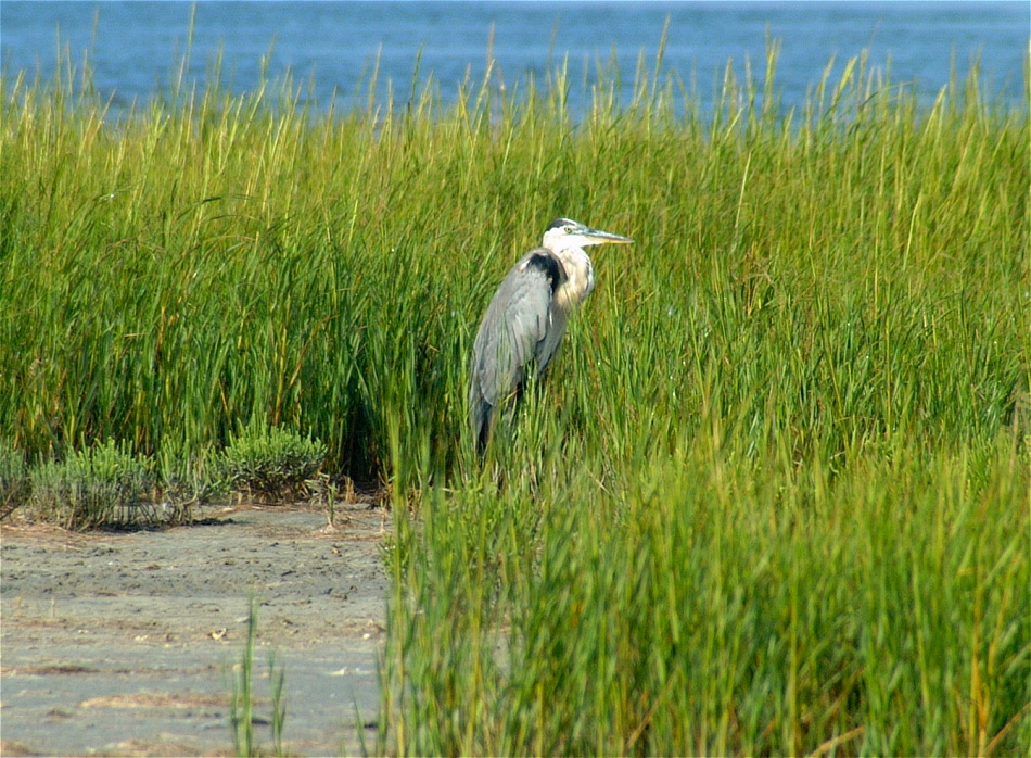 (10) Dscf2057 (great blue heron).jpg   (950x698)   331 Kb                                    Click to display next picture