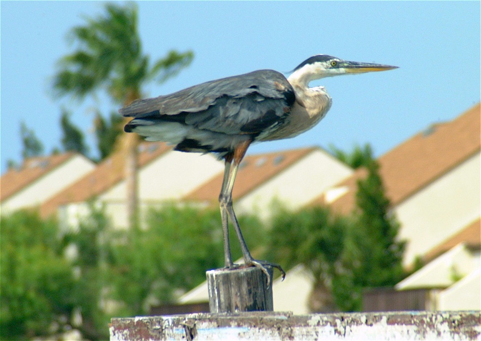 (22) Dscf2286 (great blue heron).jpg   (950x674)   197 Kb                                    Click to display next picture