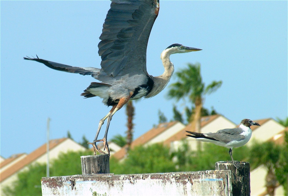 (23) Dscf2287 (great blue heron).jpg   (950x647)   202 Kb                                    Click to display next picture