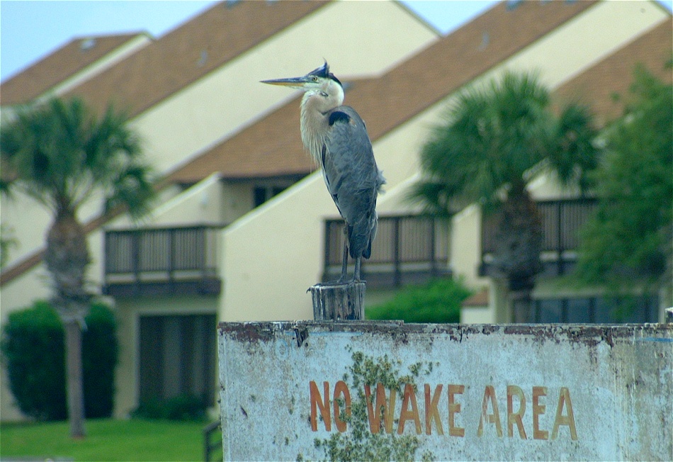 (26) Dscf2305 (great blue heron).jpg   (950x652)   247 Kb                                    Click to display next picture
