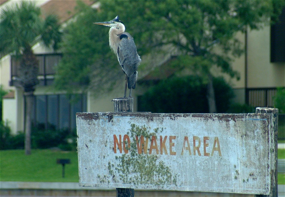 (27) Dscf2306 (great blue heron).jpg   (950x658)   277 Kb                                    Click to display next picture