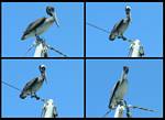 (01) montage (pelicans).jpg    (960x702)    206 KB                              click to see enlarged picture
