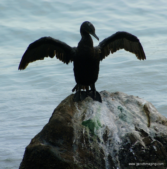 (02) Dscf1036.jpg   (711x720)   303 Kb                                    Click to display next picture