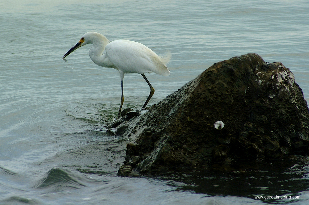 (04) Dscf1015.jpg   (1000x664)   388 Kb                                    Click to display next picture