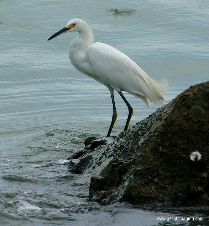 (06) Dscf1021.jpg   (667x720)   289 Kb                                    Click to display next picture