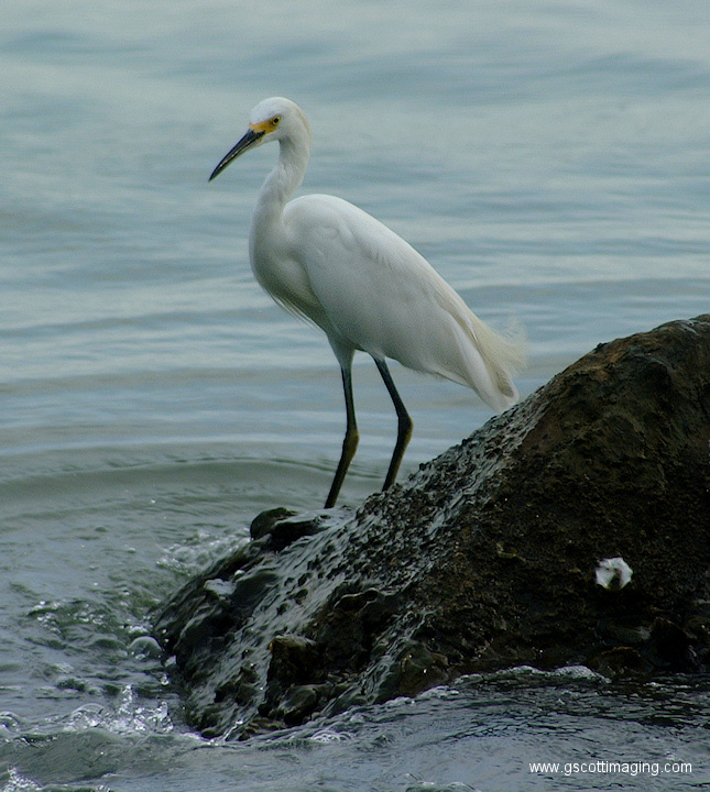 (07) Dscf1022.jpg   (645x720)   274 Kb                                    Click to display next picture