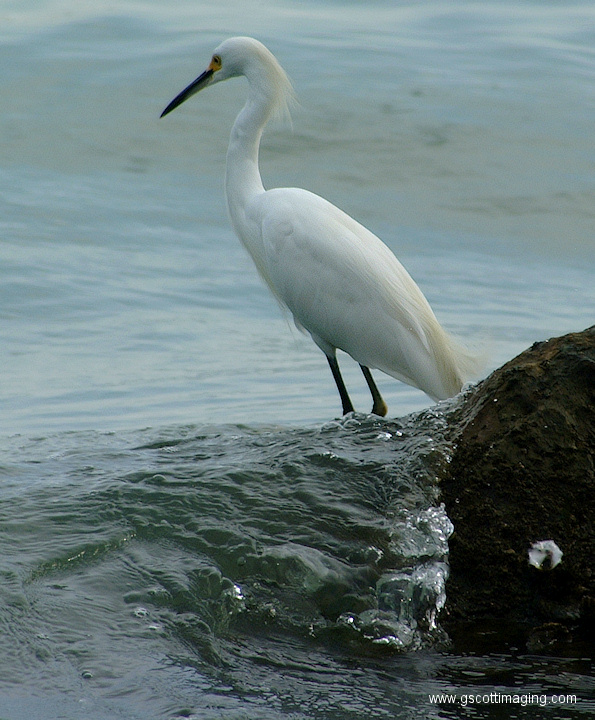 (09) Dscf1026.jpg   (595x720)   257 Kb                                    Click to display next picture