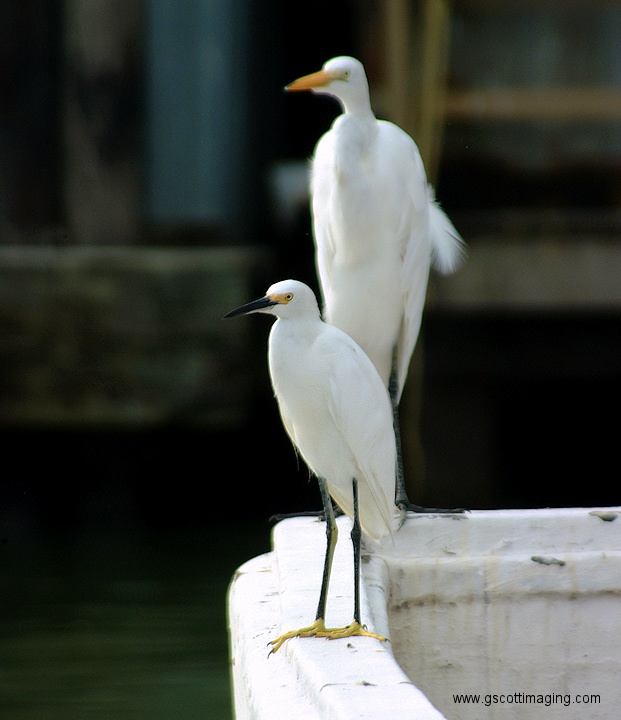 (17) Dscf1056.jpg   (621x720)   182 Kb                                    Click to display next picture