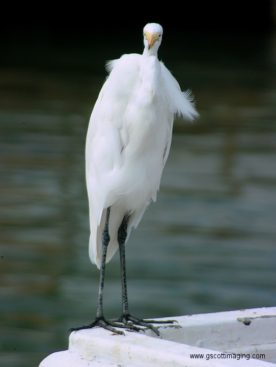 (18) Dscf1058.jpg   (542x720)   160 Kb                                    Click to display next picture