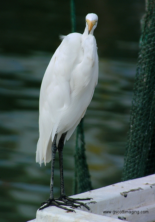 (19) Dscf1059.jpg   (504x720)   178 Kb                                    Click to display next picture