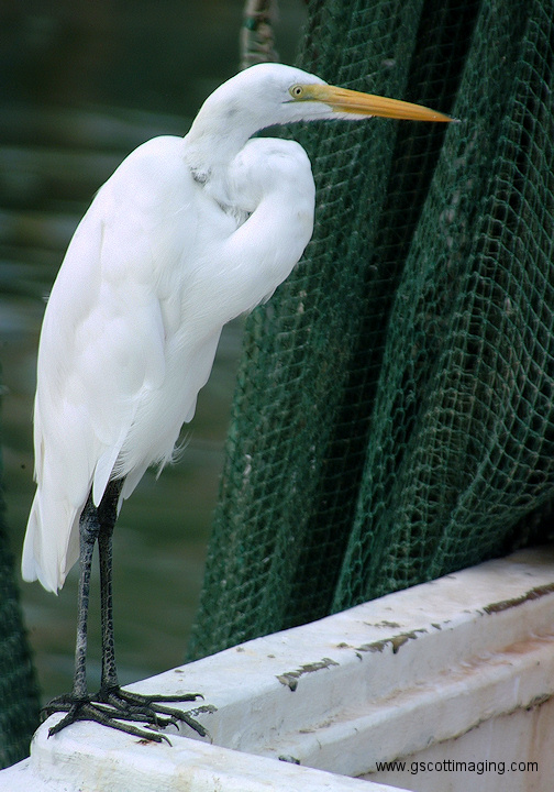 (20) Dscf1064.jpg   (504x720)   216 Kb                                    Click to display next picture