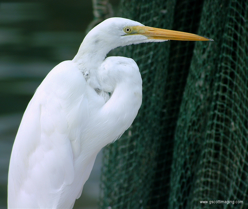 (21) Dscf1065.jpg   (852x720)   304 Kb                                    Click to display next picture