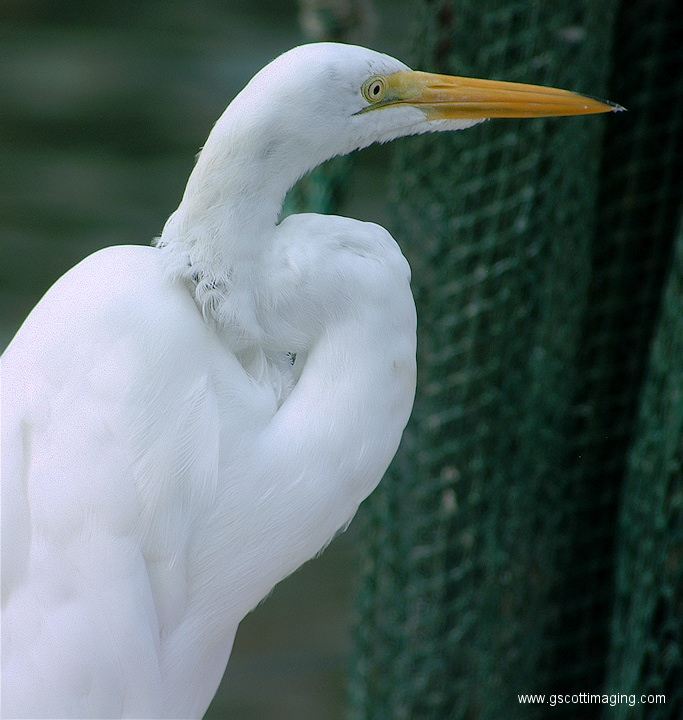 (22) Dscf1067.jpg   (683x720)   254 Kb                                    Click to display next picture