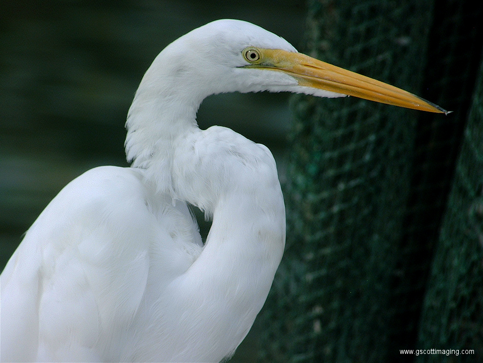 (23) Dscf1068.jpg   (958x720)   327 Kb                                    Click to display next picture