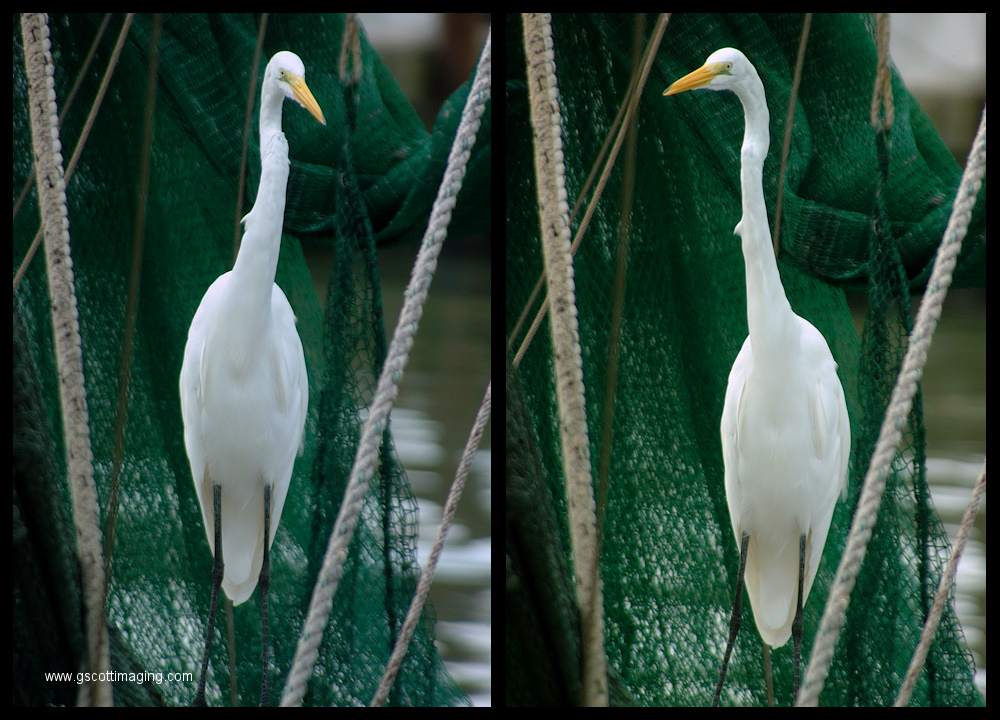 (24) montage.jpg   (1000x720)   403 Kb                                    Click to display next picture