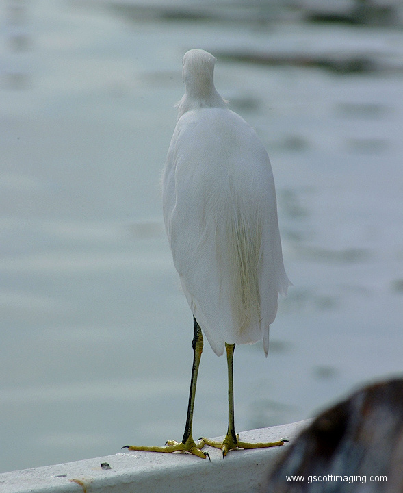 (25) Dscf1053.jpg   (589x720)   170 Kb                                    Click to display next picture