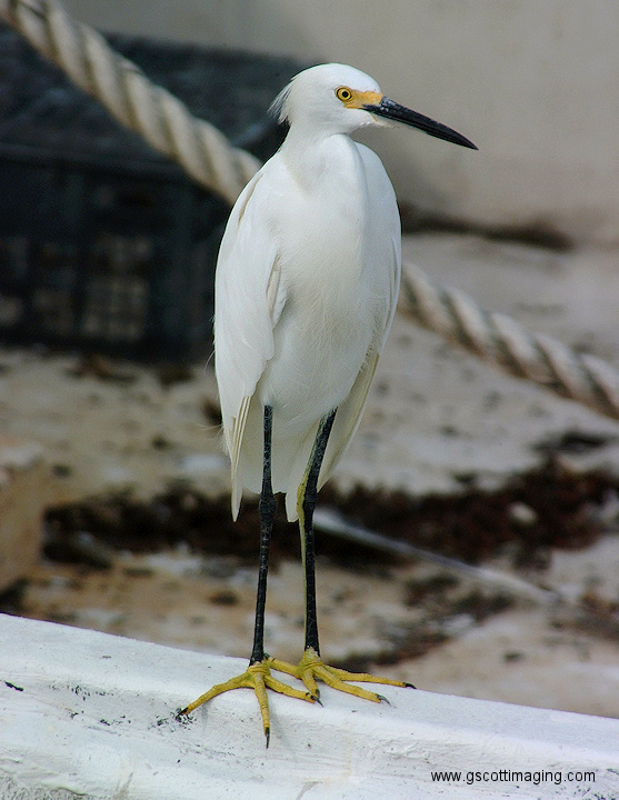 (26) Dscf1061.jpg   (557x720)   207 Kb                                    Click to display next picture