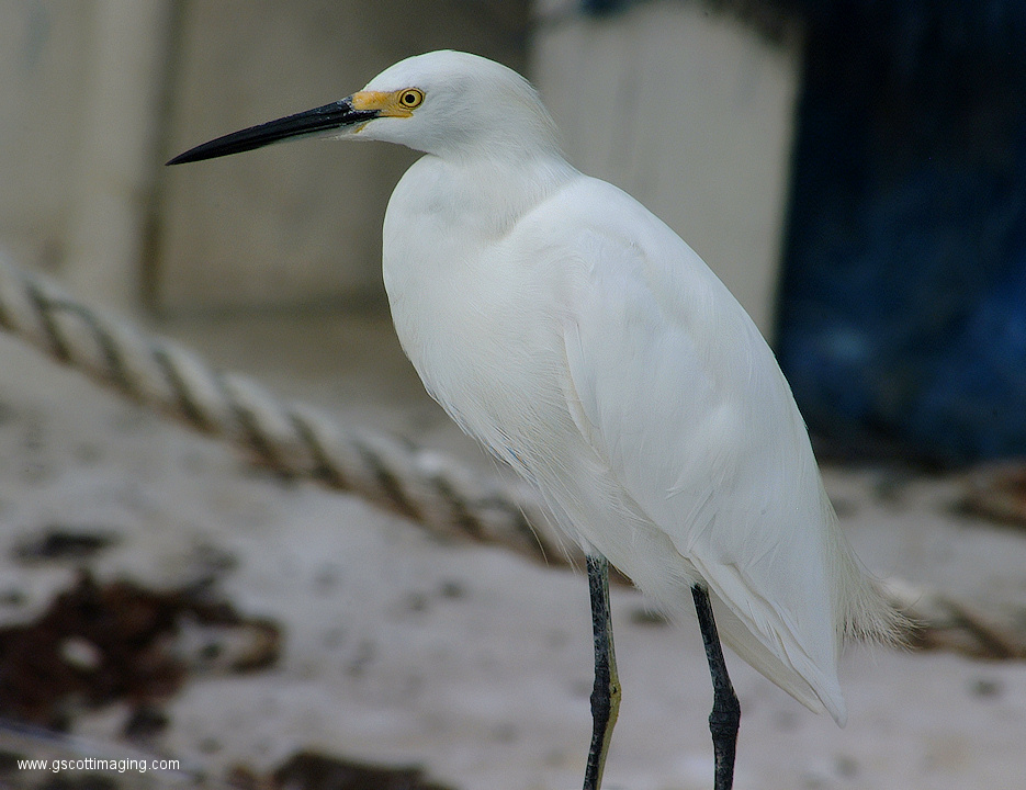 (27) Dscf1066.jpg   (935x720)   297 Kb                                    Click to display next picture