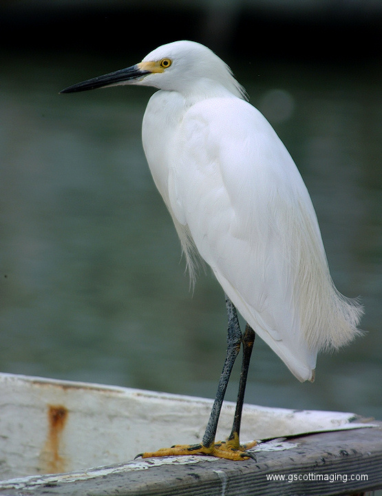 (28) Dscf1103.jpg   (555x720)   181 Kb                                    Click to display next picture