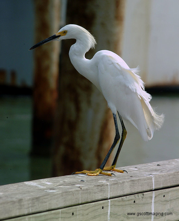 (29) Dscf2004.jpg   (583x720)   194 Kb                                    Click to display next picture