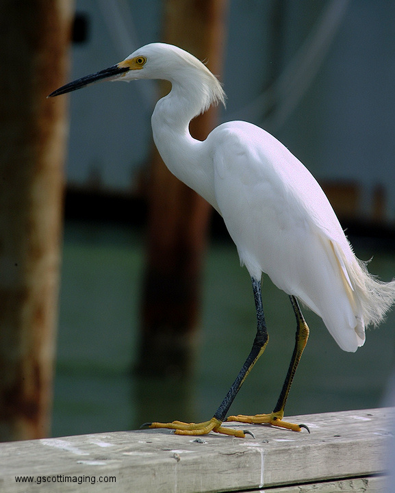 (30) Dscf2003.jpg   (577x720)   192 Kb                                    Click to display next picture