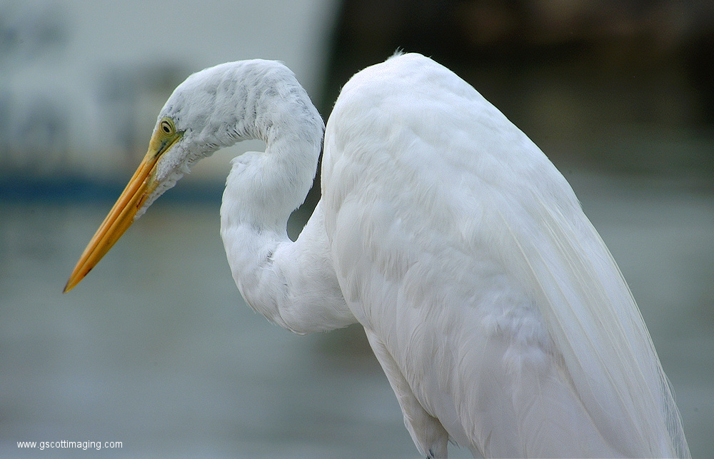 (31) Dscf1104.jpg   (1000x643)   292 Kb                                    Click to display next picture