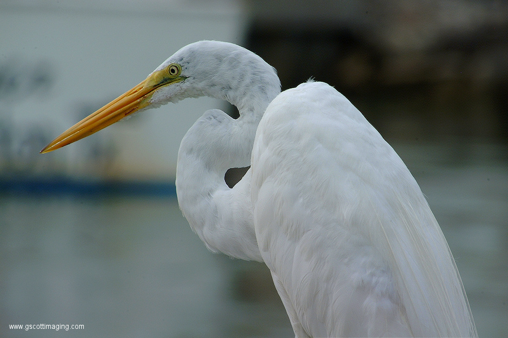 (32) Dscf1105.jpg   (1000x665)   300 Kb                                    Click to display next picture