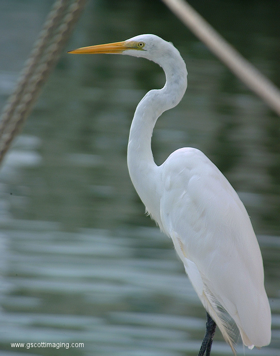 (33) Dscf1130.jpg   (566x720)   169 Kb                                    Click to display next picture