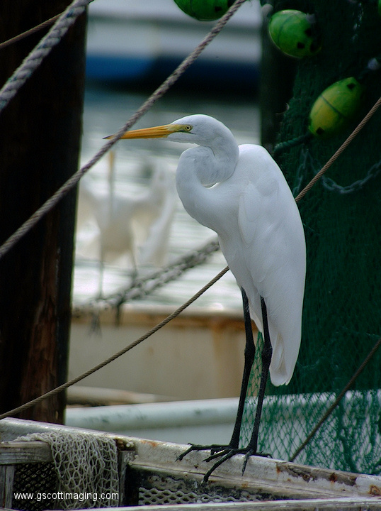 (34) Dscf1071.jpg   (538x720)   209 Kb                                    Click to display next picture