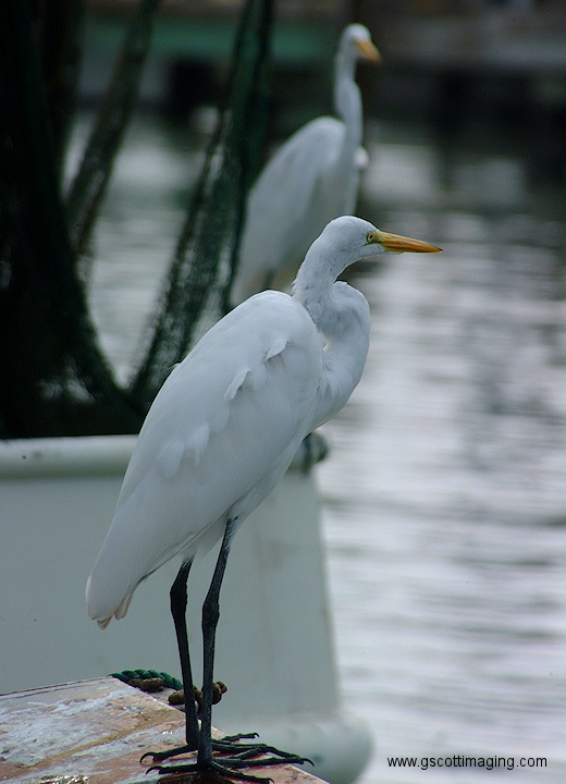 (35) Dscf1074.jpg   (520x720)   154 Kb                                    Click to display next picture