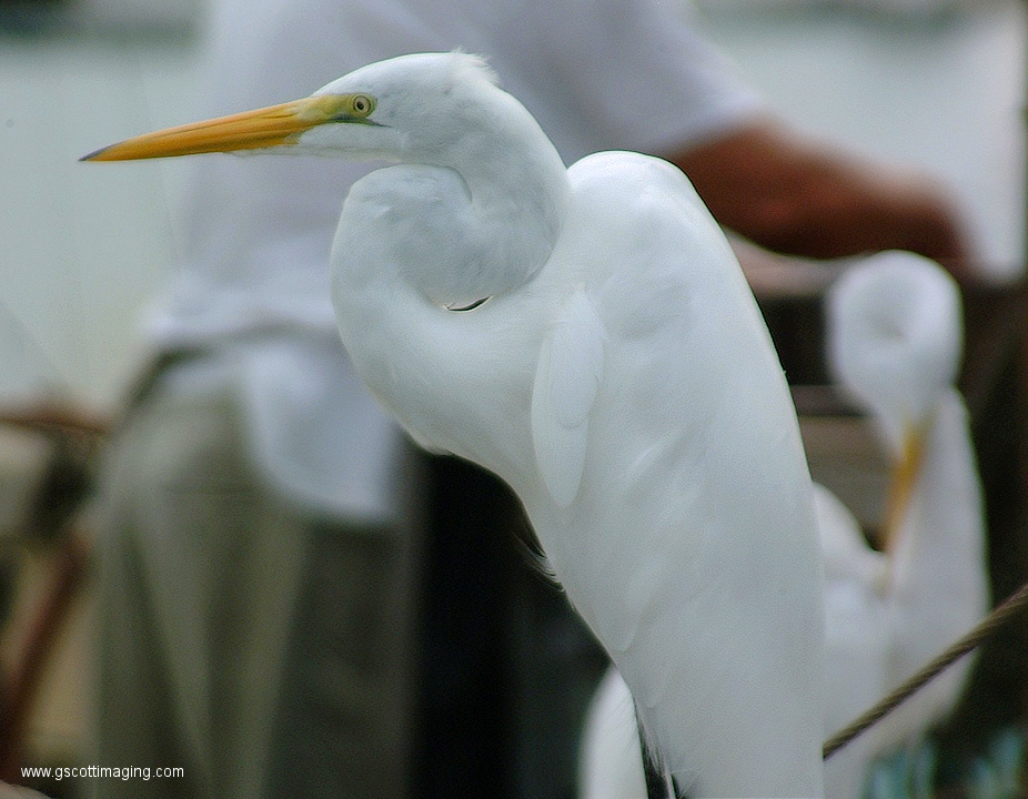 (36) Dscf1073.jpg   (926x720)   273 Kb                                    Click to display next picture