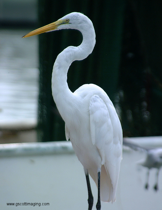 (37) Dscf1076.jpg   (557x720)   160 Kb                                    Click to display next picture