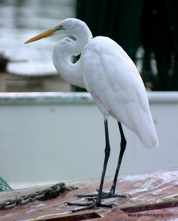 (38) Dscf1077.jpg   (581x720)   188 Kb                                    Click to display next picture