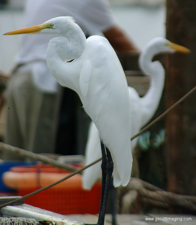 (39) Dscf1072.jpg   (626x720)   211 Kb                                    Click to display next picture